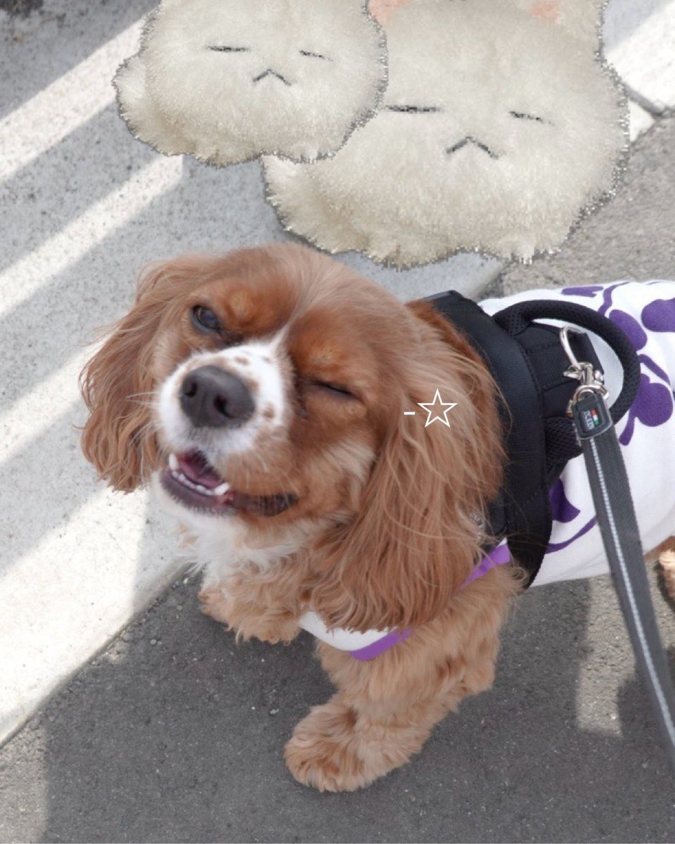 (≡＞ω＜≡)💕 tweet media