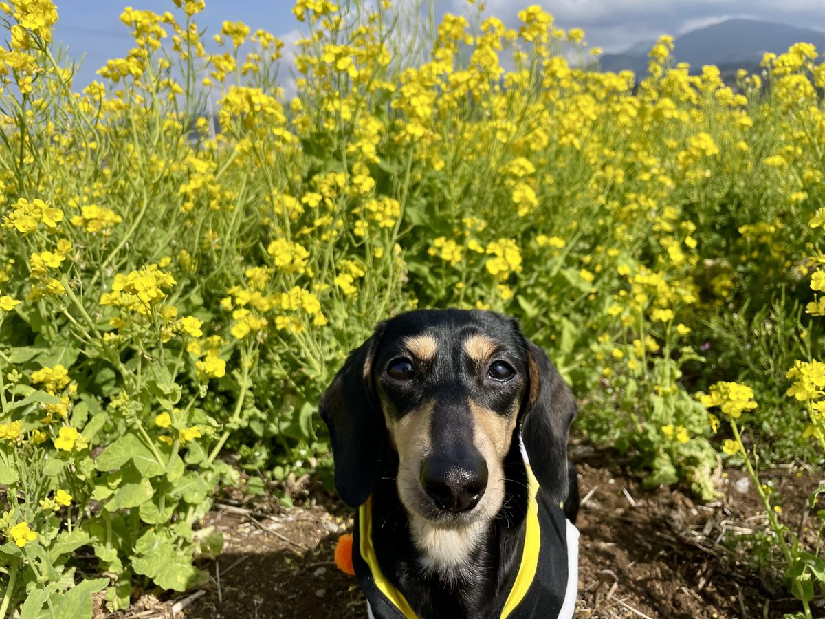 Alice_Chocolat tweet media