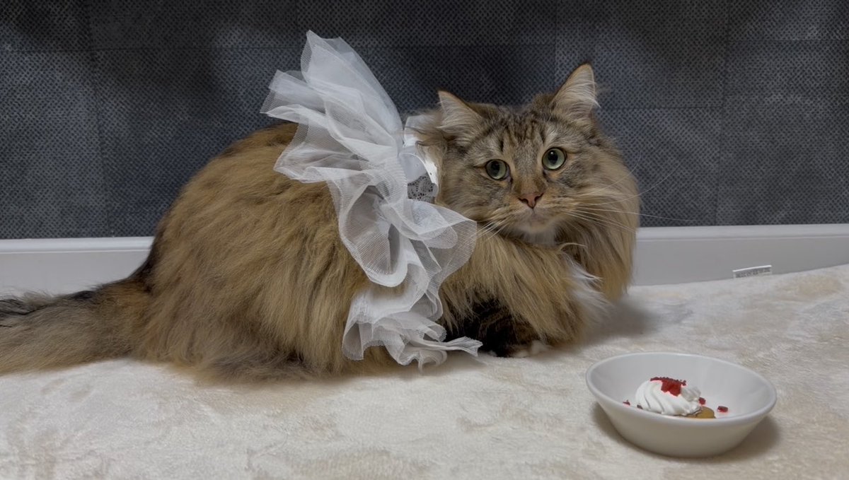 蒼井嵐樹【OFFICIAL】 tweet media