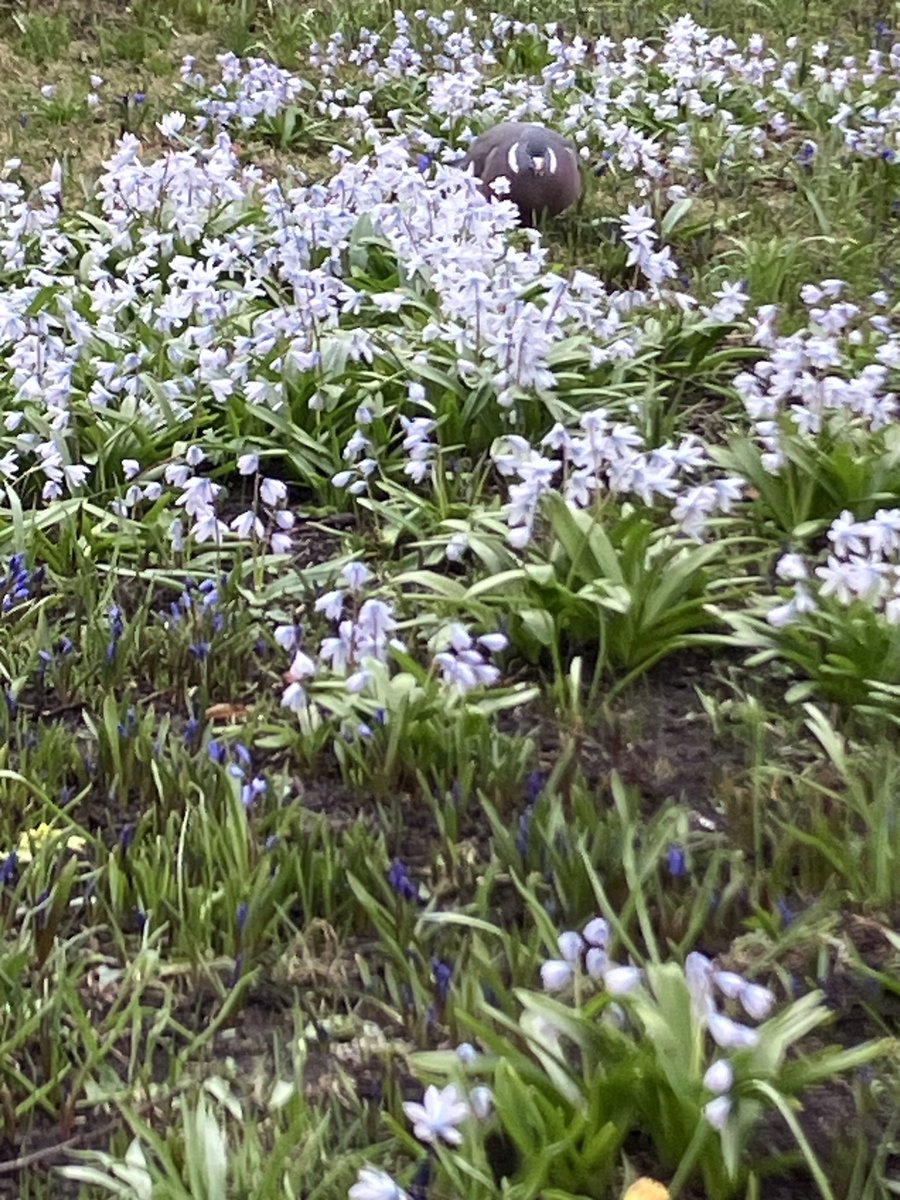 Emblasmoor. tweet media