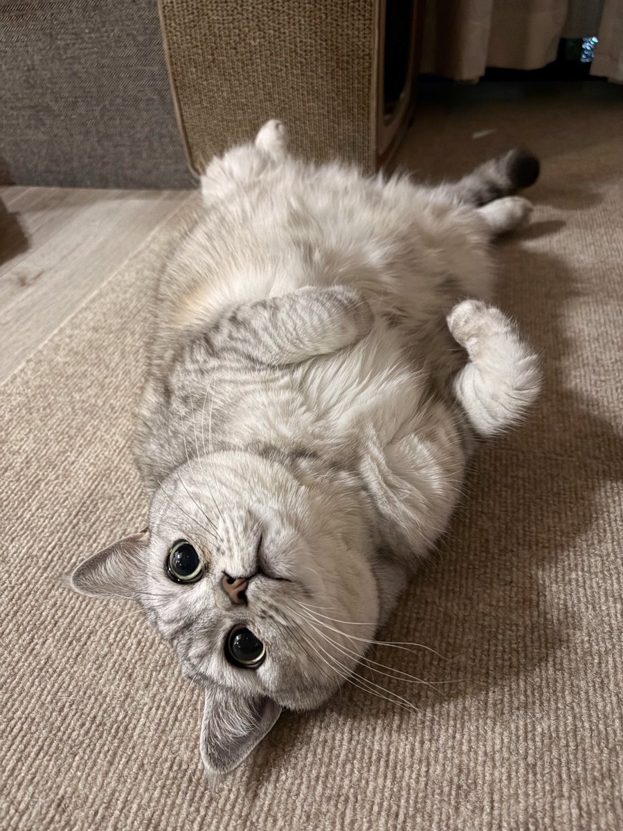 αme🐈‍⬛ tweet media