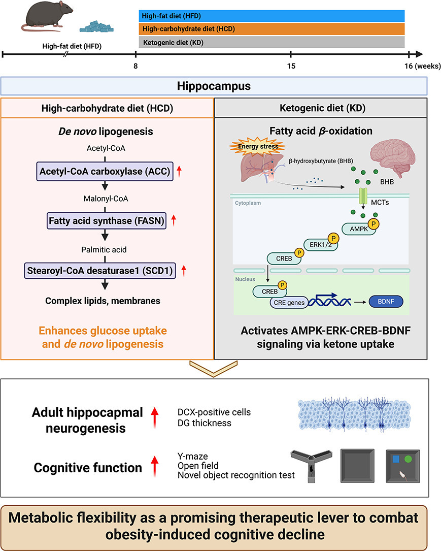 JNutrBiochem's tweet image. Complementary mechanisms of high-carbohydrate diets and ketogenic diets restore adult hippocampal neurogenesis and cognitive function in high-fat diet induced obesity in mice doi.org/10.1016/j.jnut… #highcarbdiet #keto #metabolicflexibility #cognitivefunction