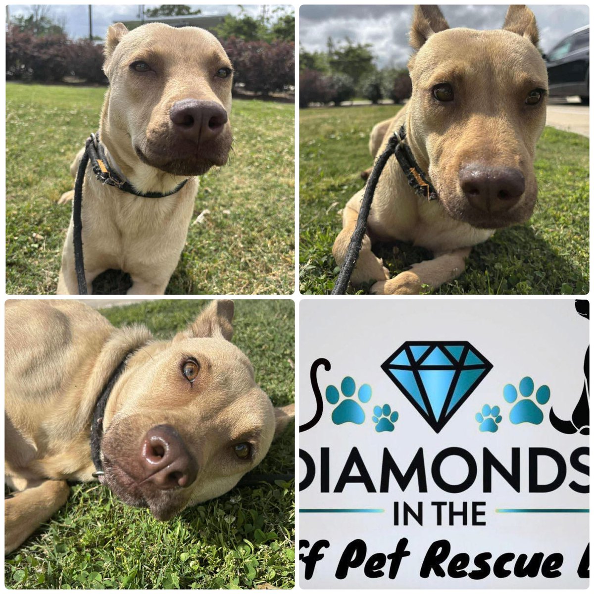 @PawsnTails4TX 🇺🇸🇺🇸🐾🐾 tweet media