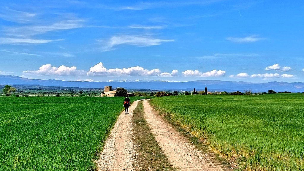 Camins de Sikarra tweet media