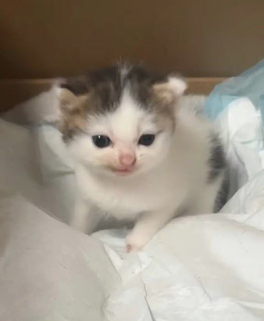 癒しの動物 tweet media