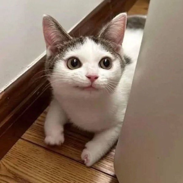 癒しの動物 tweet media