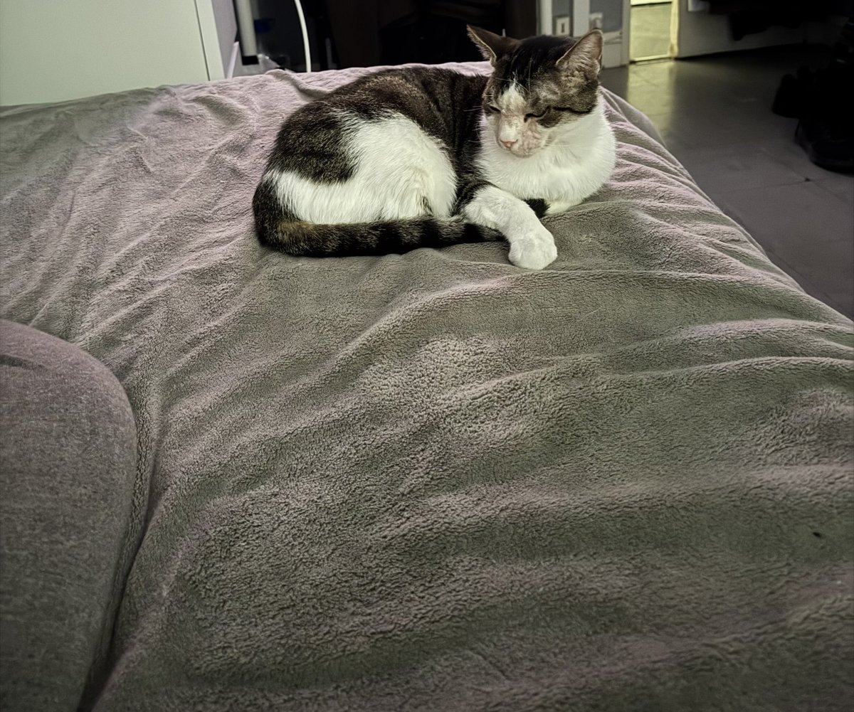 أنيس🇩🇿 tweet media