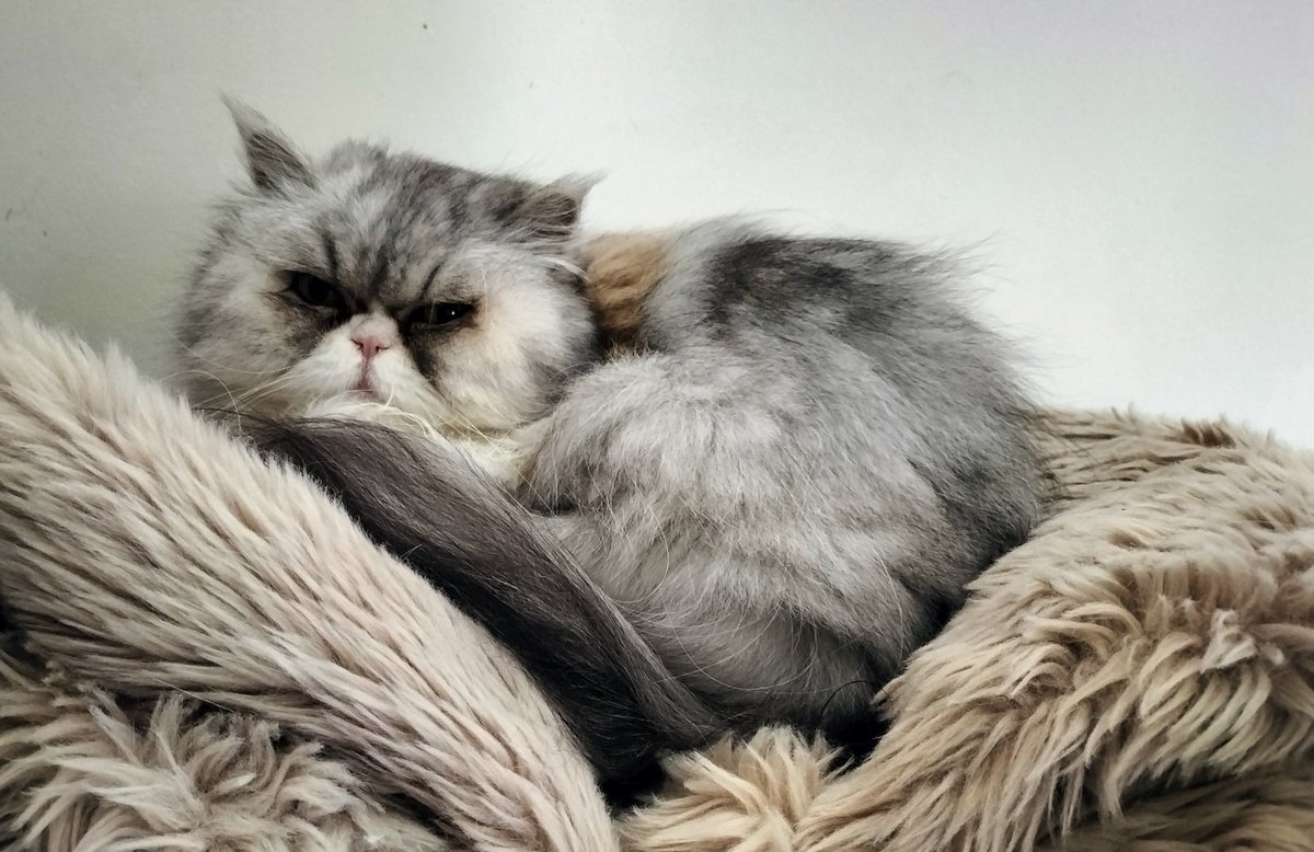 Walter Peck 👑 tweet media