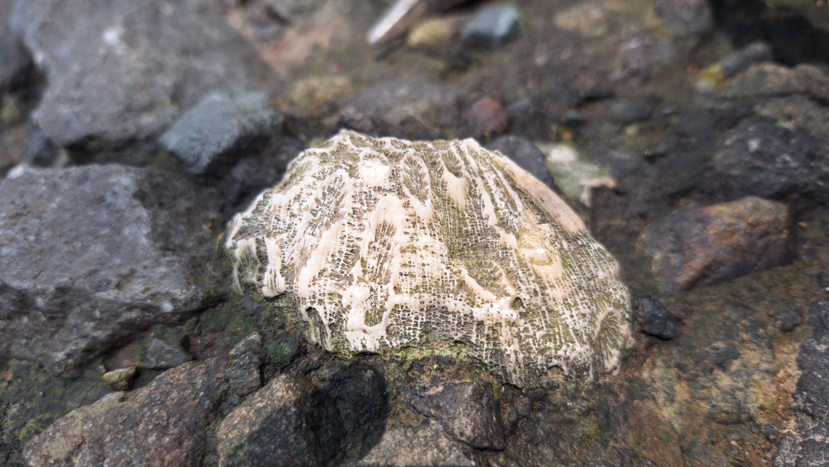 INFOMITIGASI tweet media