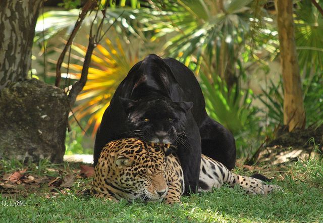 A N I M A L S tweet media