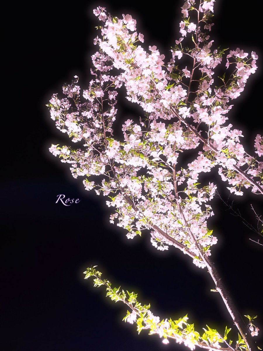 RedRoseloveM's tweet image. Magical night under the cherry blossoms. 🌸

📸Photo by me 🌹

#cherryblossoms #sakura #nightview