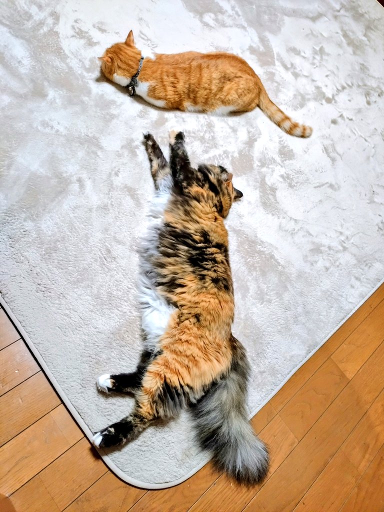 足元に猫ちゃん💤