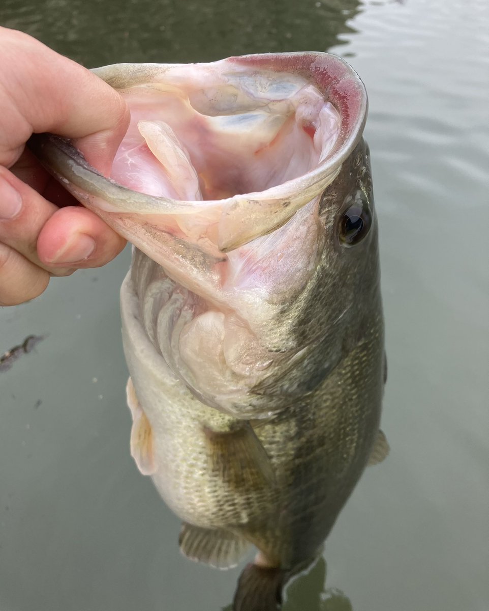 じゃす tweet media