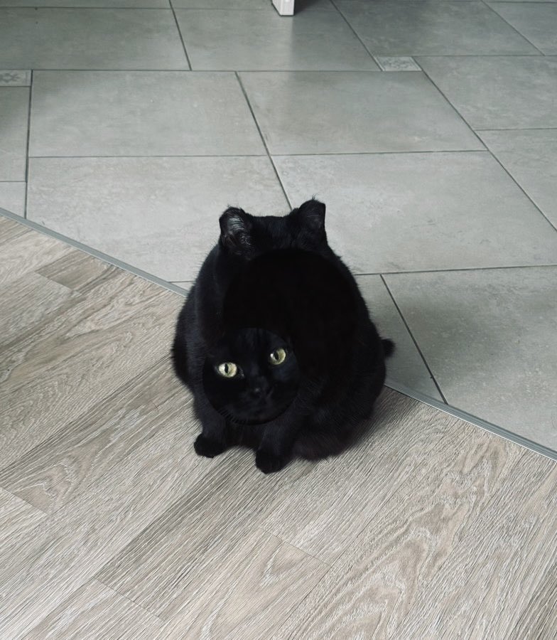 Felix Bondarev tweet media