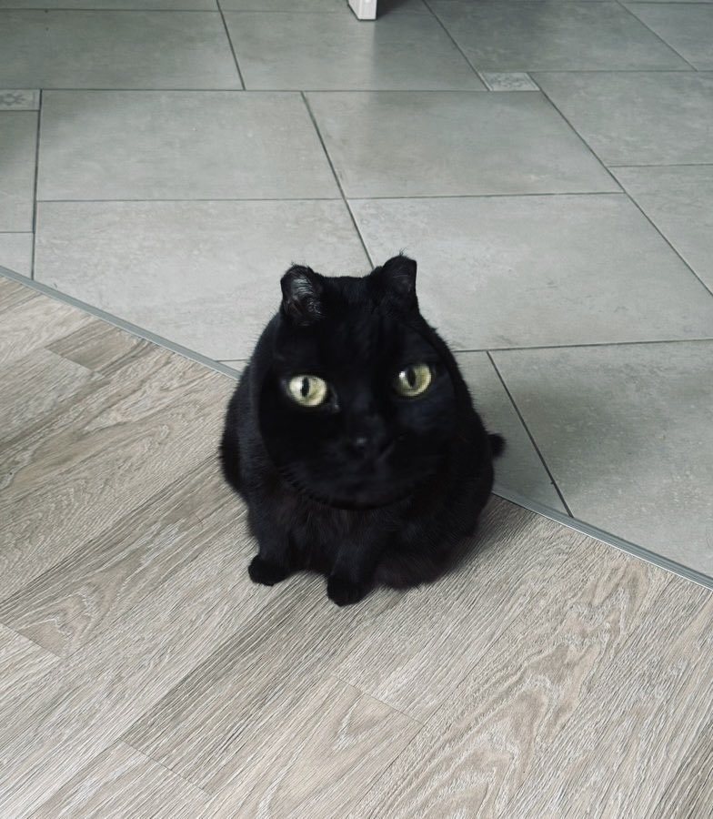 Felix Bondarev tweet media