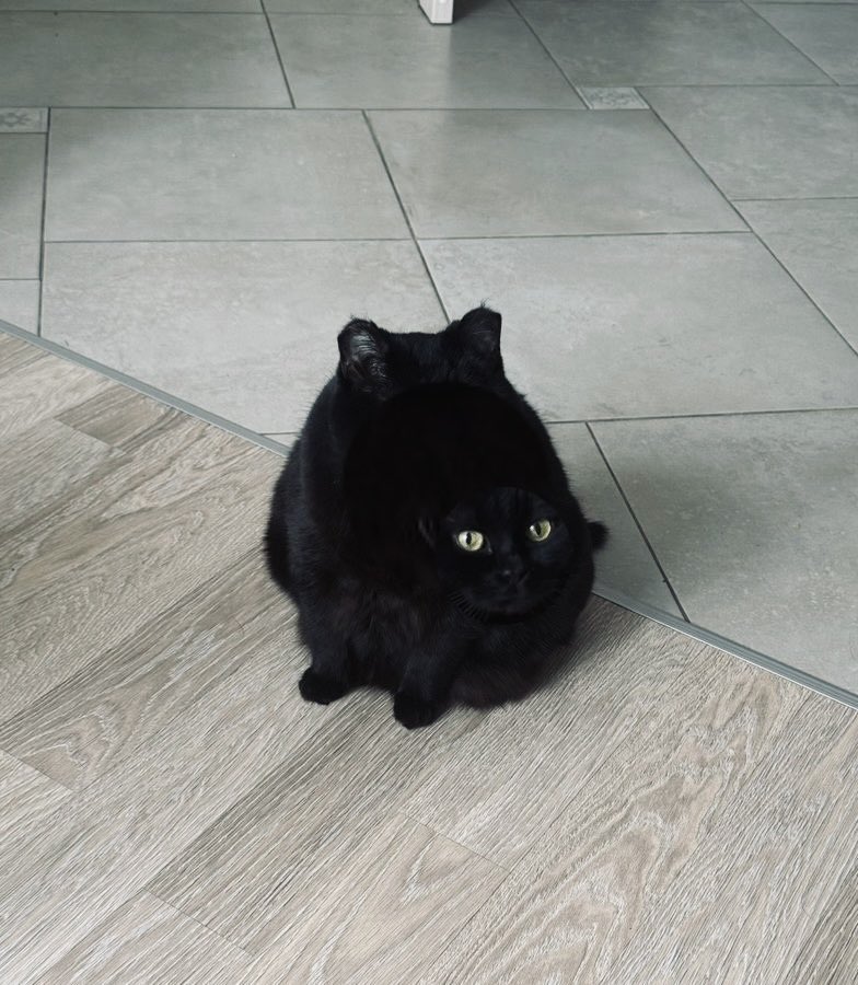 Felix Bondarev tweet media