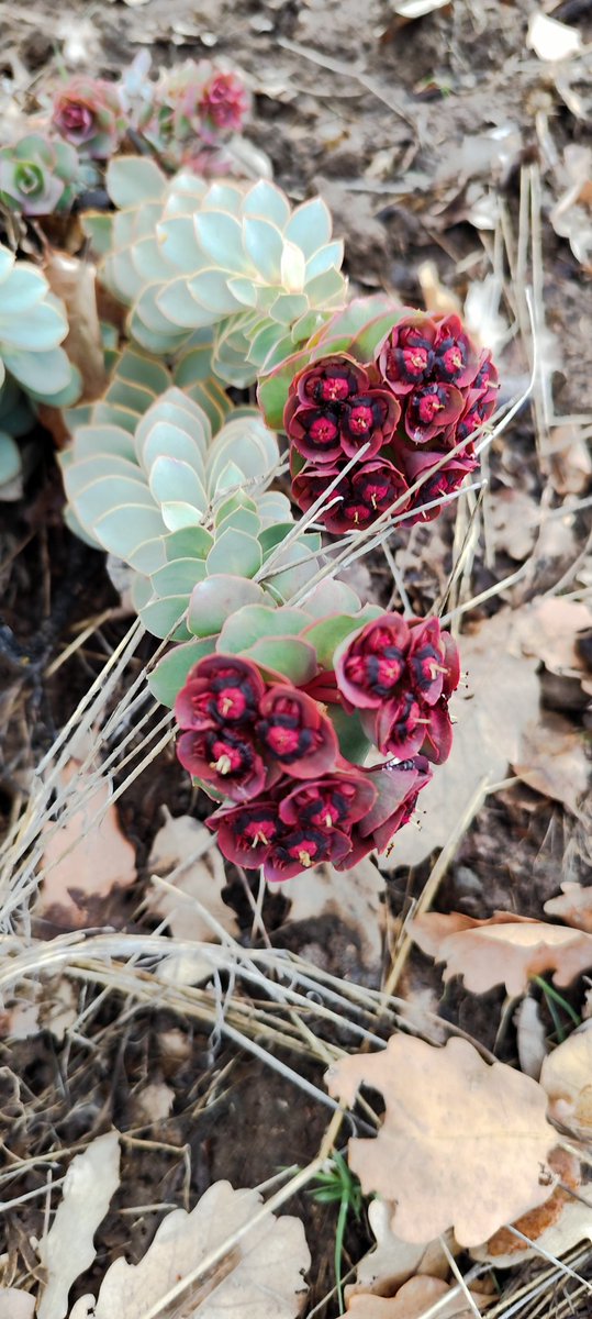 Victorious62 tweet media