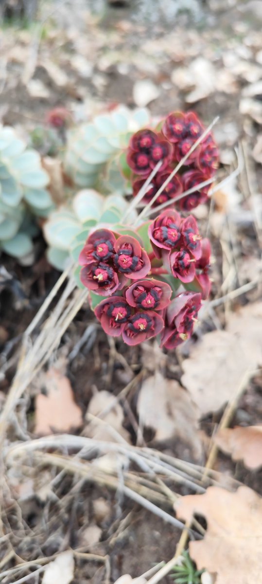 Victorious62 tweet media