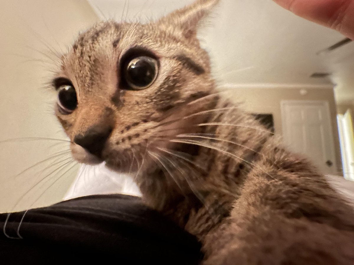 Echo🐈 tweet media