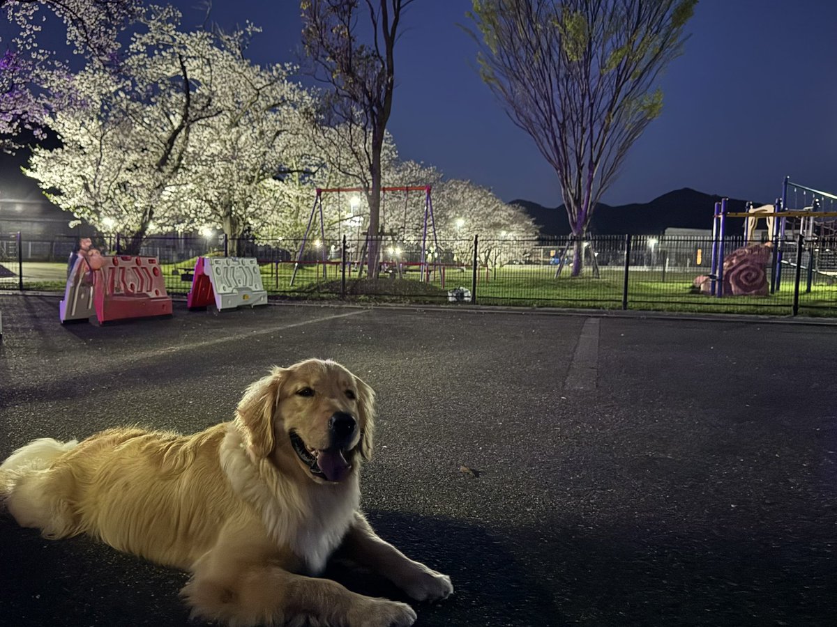 Hide86tt's tweet photo. 今年も、なんて桜は綺麗なんだ！と思いました。
最近はデートしてくれる相手ができて楽しいかも！ https://t.co/4Oy5k8coOx