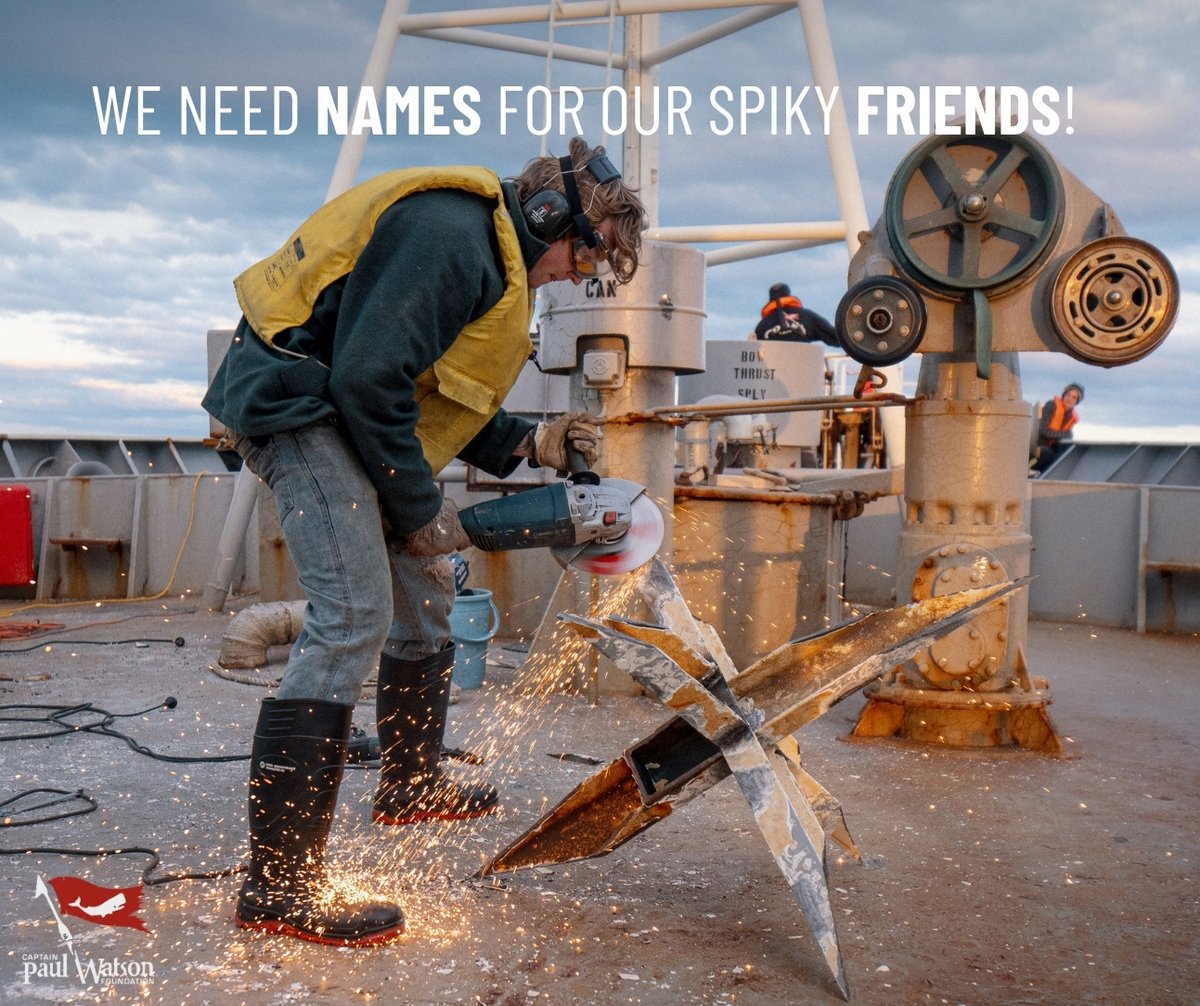 Captain Paul Watson Foundation 🐋🏴‍☠️ tweet media