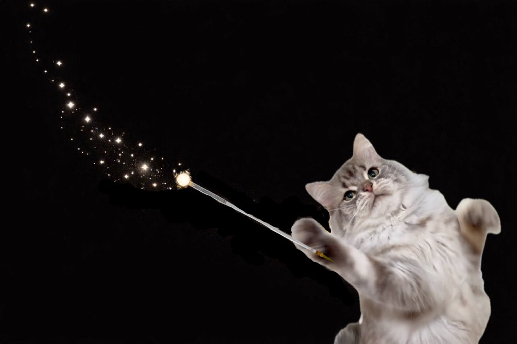 長毛アメショと短毛アメショ tweet media