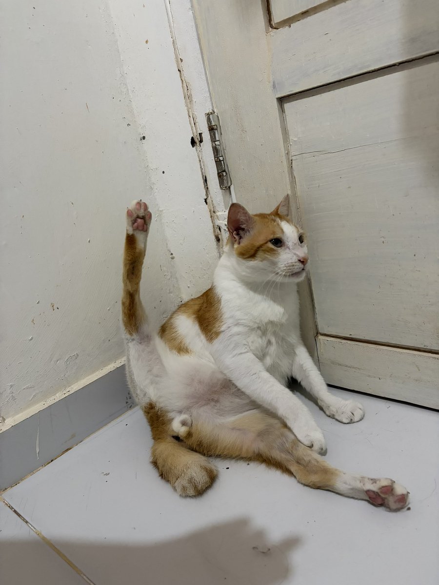 cika,ciki,ciko,ocil 😻 tweet media