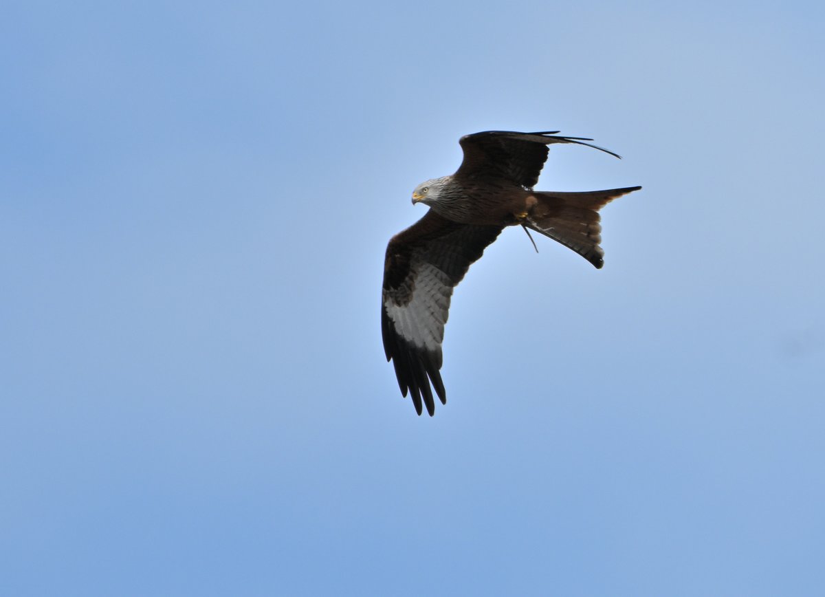 Tom Moodie tweet media