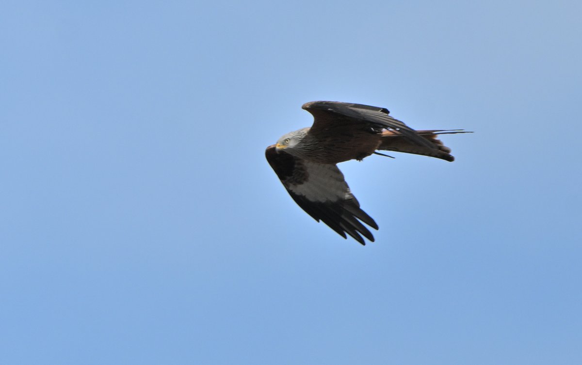 Tom Moodie tweet media