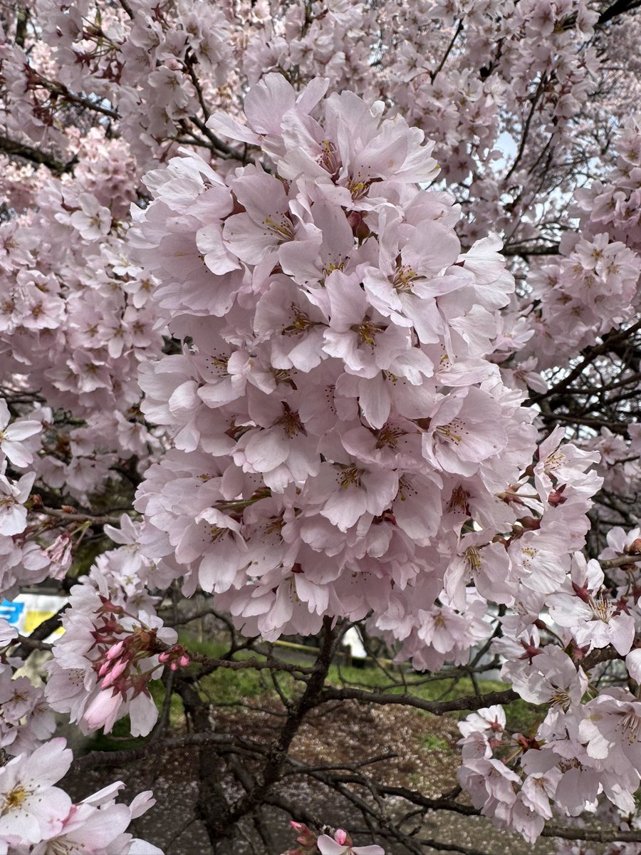 にこ( nico ) tweet media