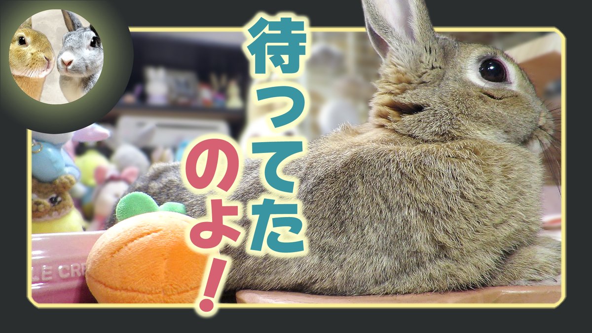 DragonFantasyV's tweet image. 待ってたのよ…。　⌒(＾ω＾)⌒ 
youtu.be/1kX6tg0K2BQ?si… 
#ちゃび #Chabby #ウサギのだいだい #アスカ先輩 #うさぎ #DOVASYNDROME