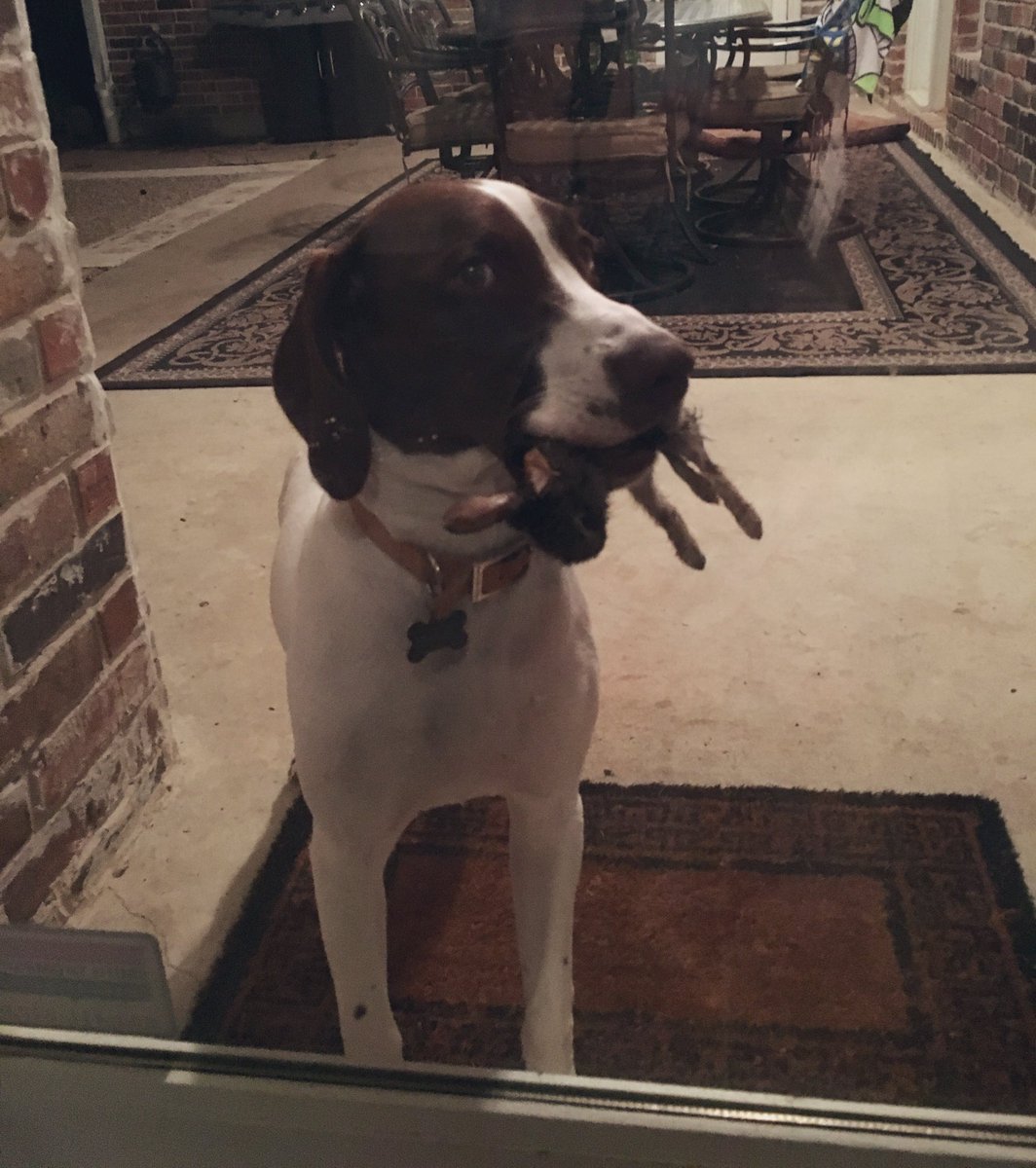 Importanter tweet media