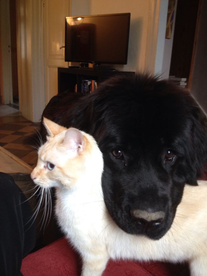 nikol gs tweet media