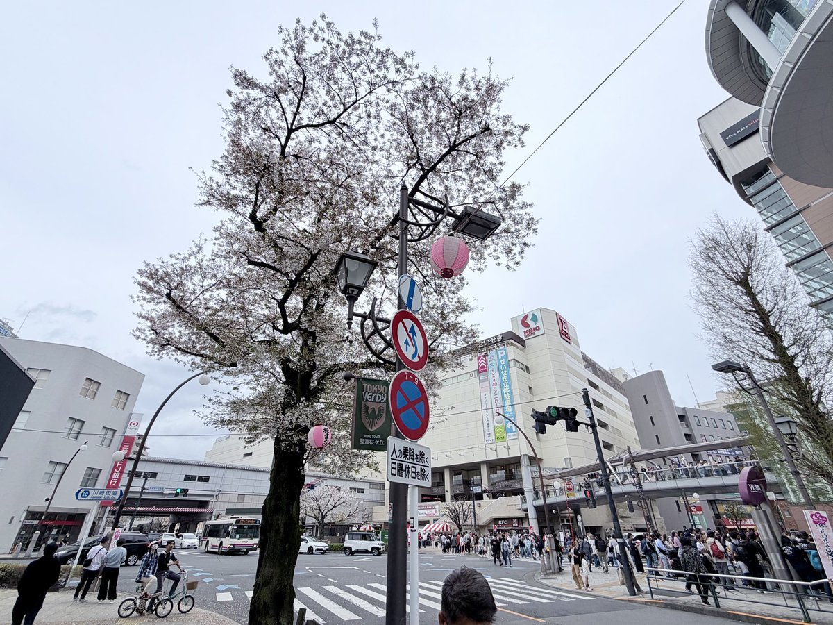 棚からチョコ餅 /しそ tweet media