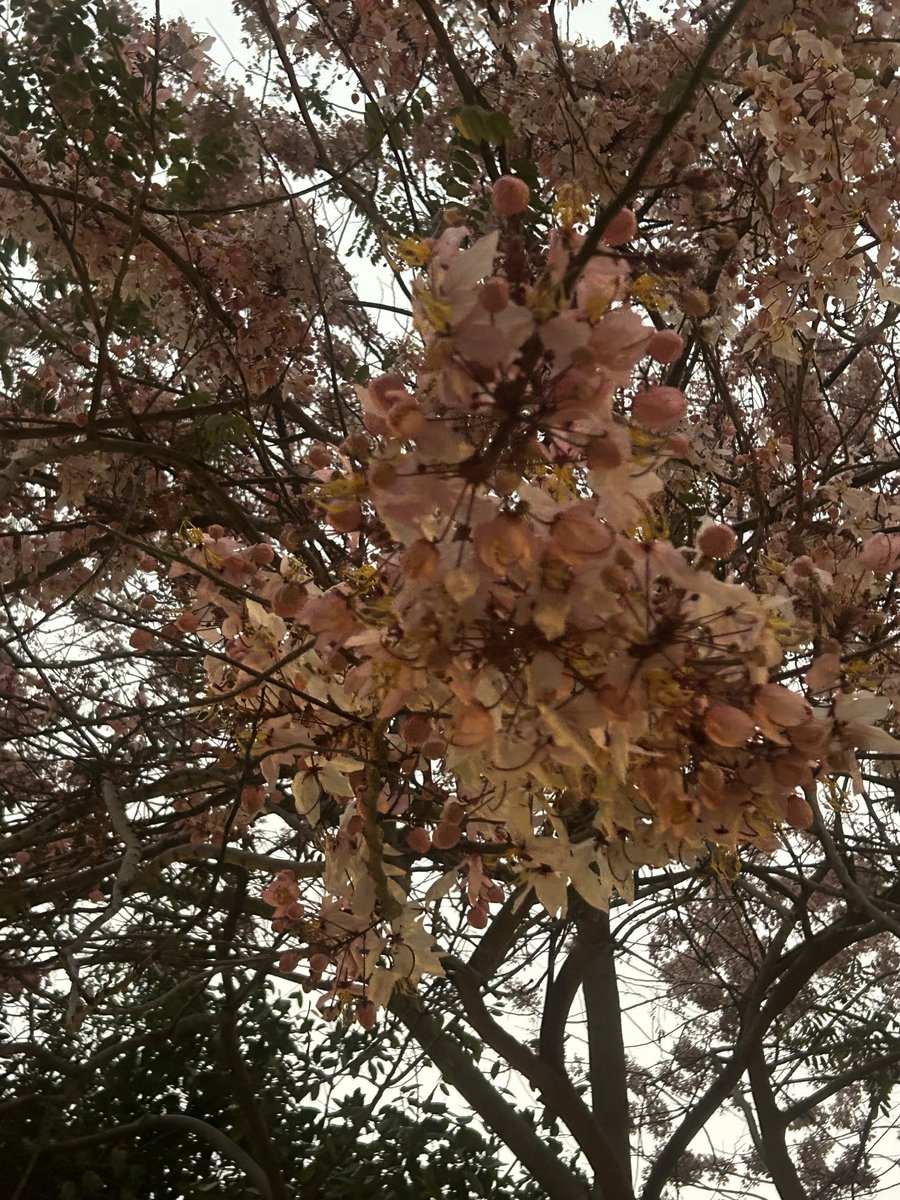 ZuoMaiGie 做麼嘅 tweet media