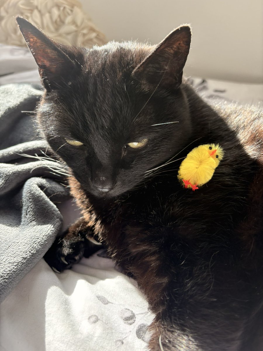 Magician Kitten and friends! tweet media