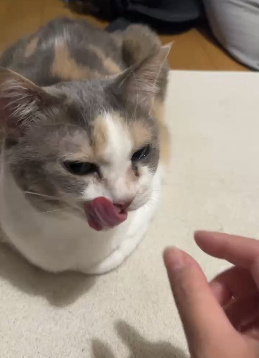 もじじ tweet media