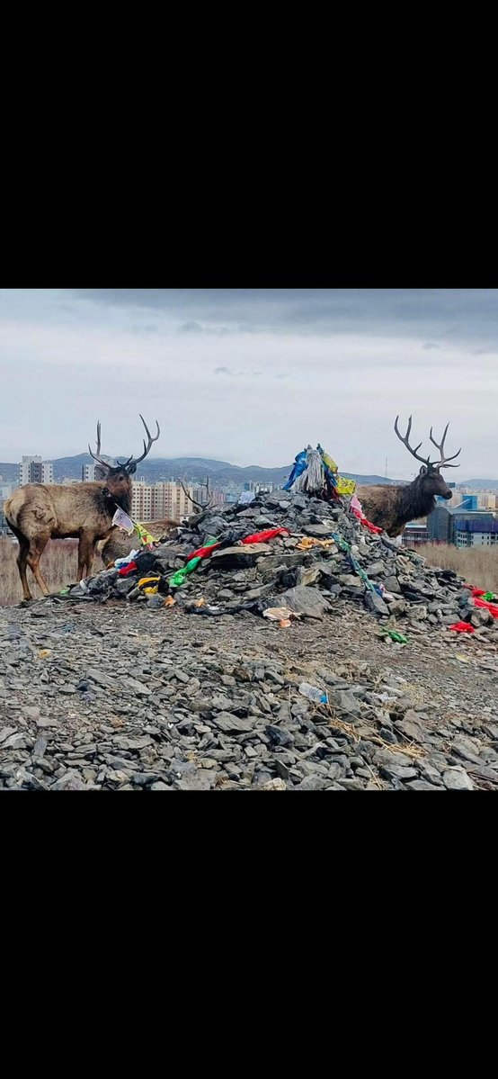 Ногоон Шулам tweet media