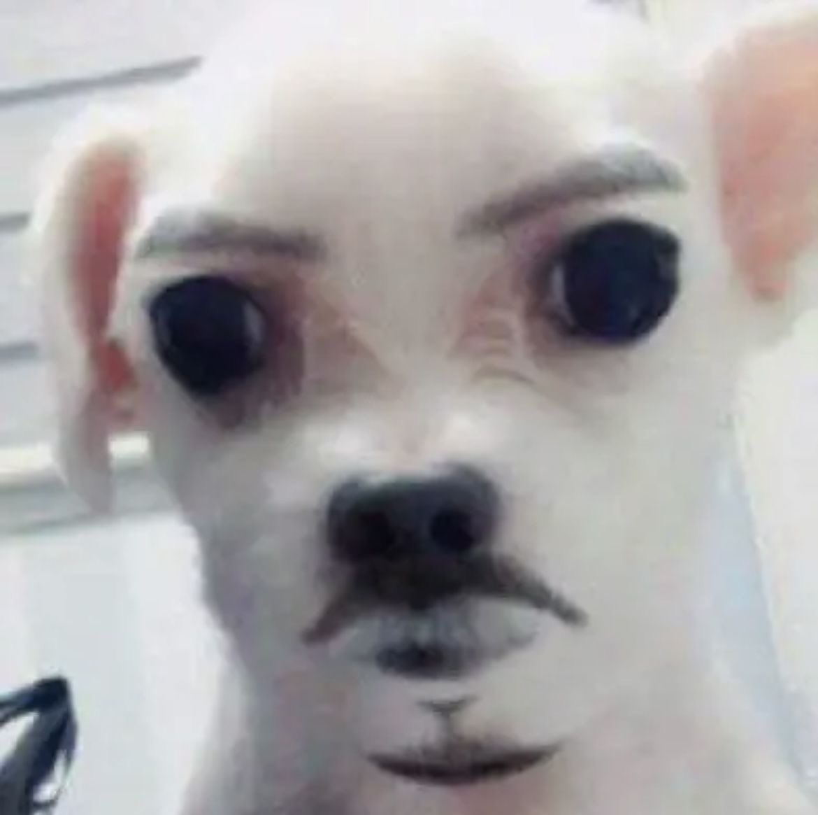 꽁낑(폼폼푸린)🫰🫂 tweet media