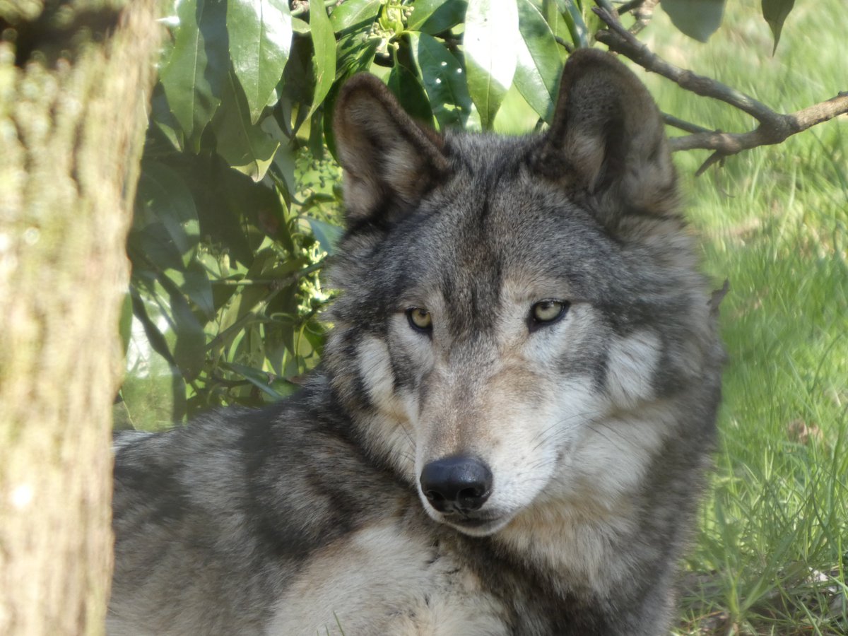 りきまる tweet media