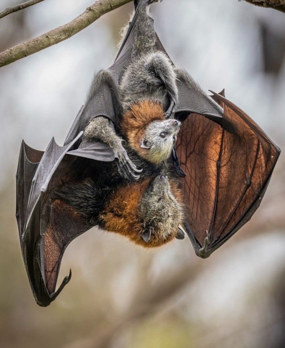 coffin!🐾🦴 tweet media