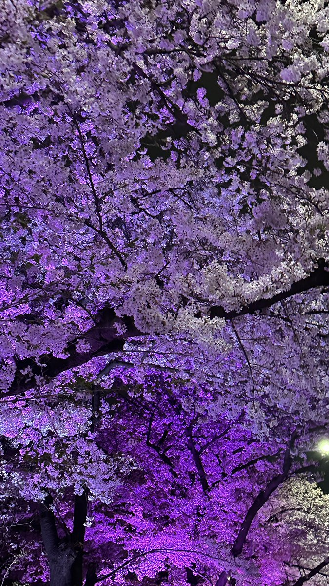 비오기전에 벚꽃보고와떠요🌸🌸