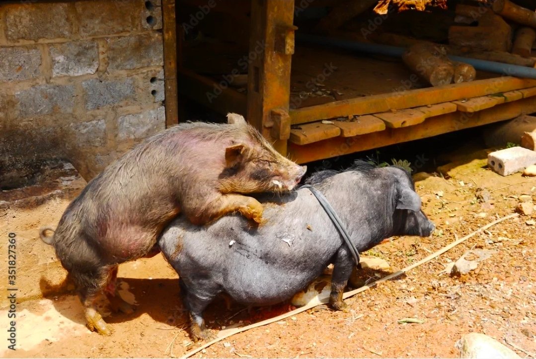 SuperDuper tweet media