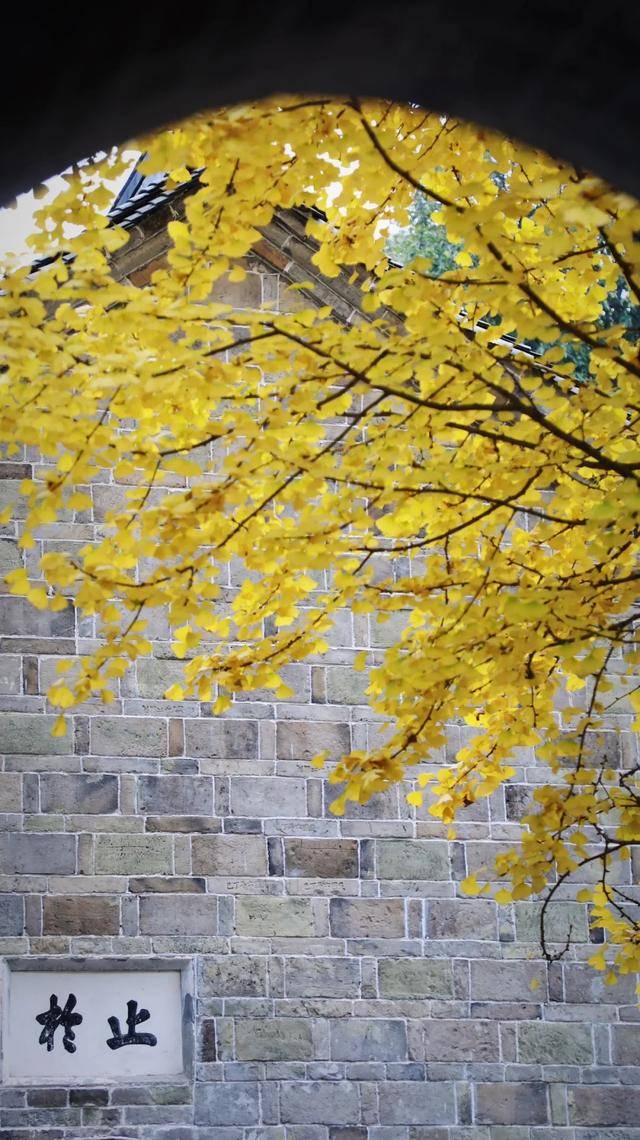 signe my scharling tweet media