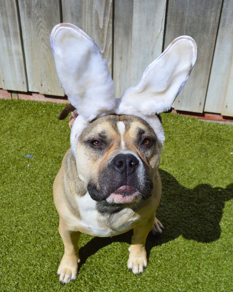 Greenhill Humane tweet media