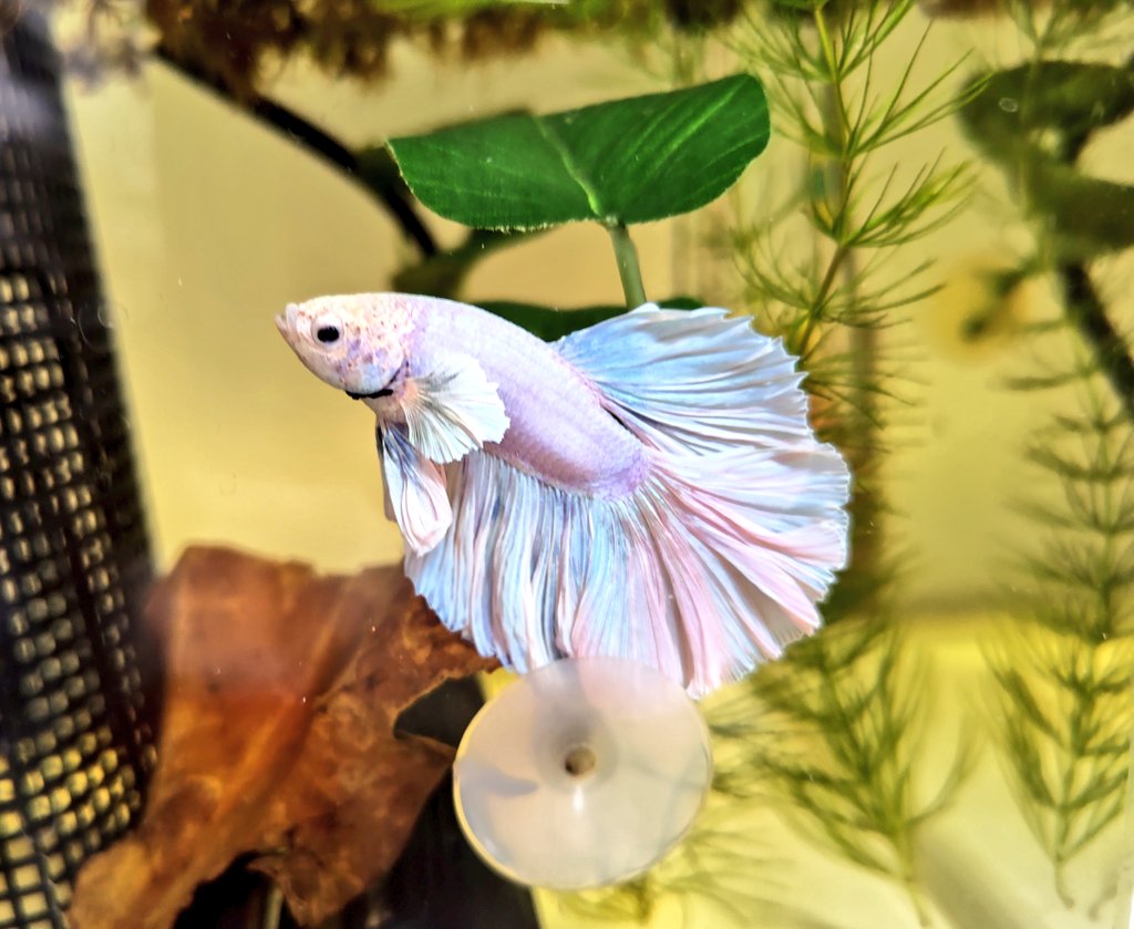 さいか tweet media