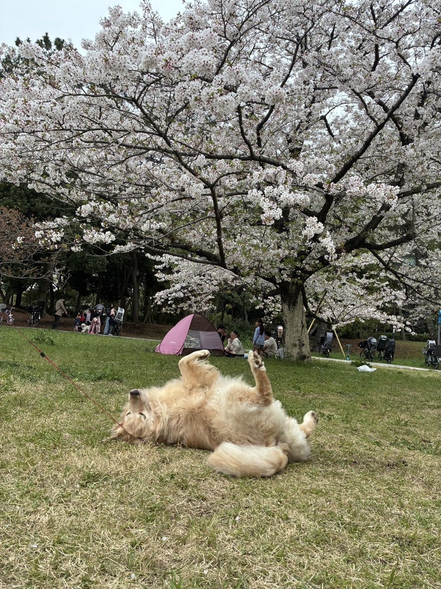 Cookie_mitk's tweet photo. 昼間に好きなだけ外で遊んで夜にはちょっとベロしまい忘れたまま寝てる御歳8歳、愛おしい〜 https://t.co/ZyR8mlmg9K