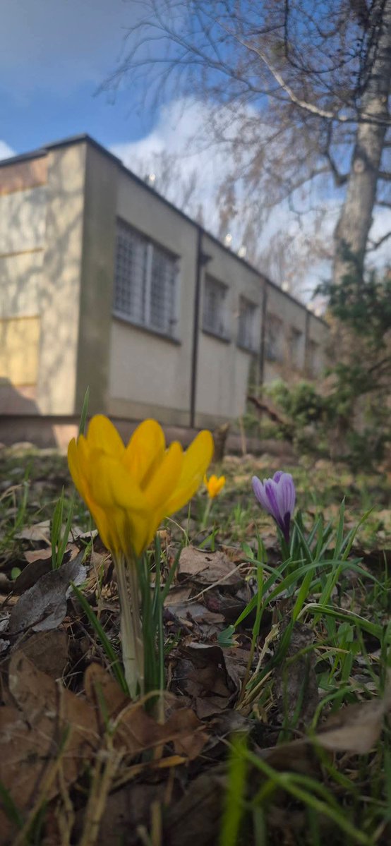 Tatiana Pandora Saternus tweet media