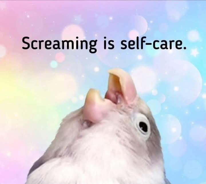 𝖈𝖍𝖆𝖇𝖆𝖟𝖎𝖙𝖊 tweet media