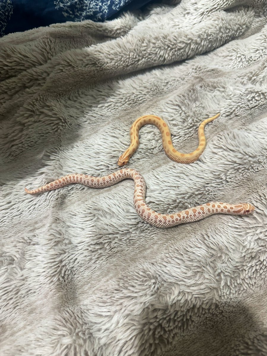 dyerremeee's tweet image. Anyways… our baby noodles. Hihi #Hognose